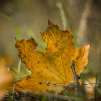 Осенний листик :: Артур Моргун