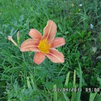 Необычный цветок :: Настя Шахова