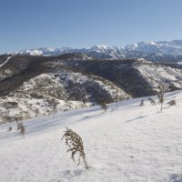 Нетронутый снег :: Ваше имя Эдвард Киo