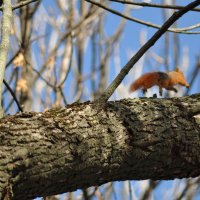 Убежала :: Юрий Приходько