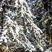 Зимний лес-в снегу деревья. :: Dmitri_Krzhechkovski Кржечковски