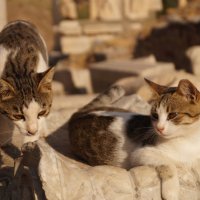 Cats from ancient Efes :: Alice Freeze 