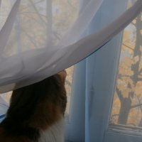 Кошка у окна :: Катя 