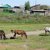 Ходят кони по деревне! :: Дмитрий Каблов