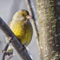 Зеленушка :: Анатолий Тимофеев