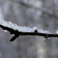 Снежинки :: Наталья Лунева 
