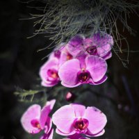 Орхидеи :: Екатерина Парфиленко
