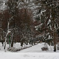 Первый снег в средине зимы :: Владимир ЯЩУК