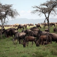 Непреодолимое движение антилоп гну по Африке :: Геннадий Мельников