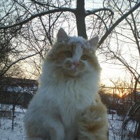 Зимний кот :: top cat