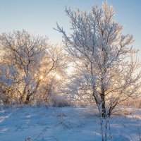 Мороз и солнце. :: Igor Yakovlev