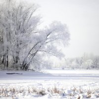 Зима без маски и без грима белым-бела. :: Светлана 