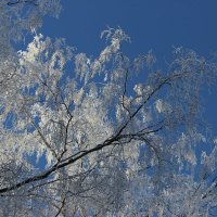 Голубое небо нарядилась в кружева :: Mariya laimite