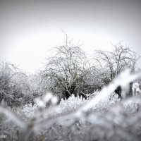 Зима в Краснодаре :: Dasha Bondar