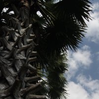 пальма и небо :: Свет Какоткина