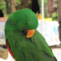 зеленый попугай :: Karlygash Khassenova
