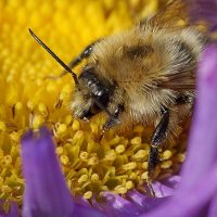 Пчела села на цветок :: Вадим Коржов