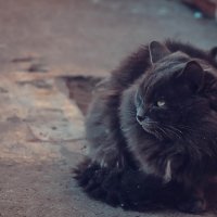 Уличный кот :: Дмитрий Кудряшов