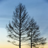 Два дерева :: Алексей Стряпонов