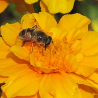 пчелка собирает нектар :: Karlygash Khassenova