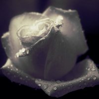 Белая роза - эмблема... :: Олег Бондаренко