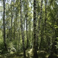 Грибной лес :: Виктор Вуколов