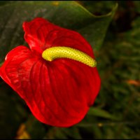 Красный цветок. :: Lidiya Dmitrieva