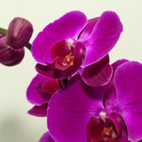 орхидея :: Александр Потапов
