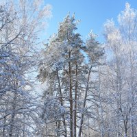 Зима... :: Сергей Рыжков