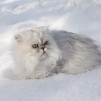 Зимний кот :: Олег Самотохин