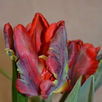 цветы.. тюльпан. :: ONEGA SHVAGA