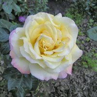 цветы..роза. :: ONEGA SHVAGA