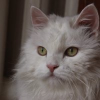 Мой кот. :: Елена 