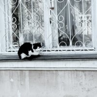 What do we know about the cat alone? :: Марина Рязанцева