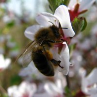 Весенняя пчела. :: Толя Толубеев