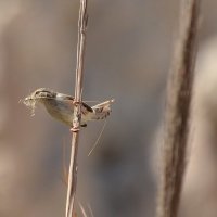 12.05.12 Приния изящная (Prinia gracilis), материал для гнезда :: Борис Ржевский