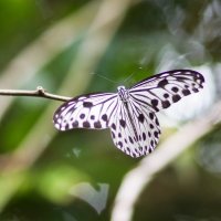 тропические бабочки острова Пангкор 1 :: ОлЪг Милеев
