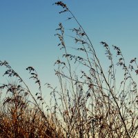 Сухая трава на фоне чистого зимнего неба :: Наталья Солженикина
