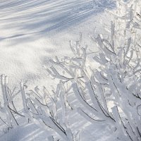 снежное целомудрие :: александр макаренко