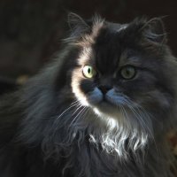 Осенний кот :: Анастасия Макрушина
