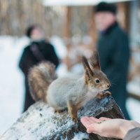 неизвестная мне Белка :) :: Владимир Фурман