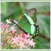 изумрудная бабочка :: Natalya секрет