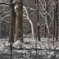 Зимний лес!!! :: Олег Семенцов