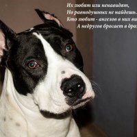 Моя собака) :: Диана Манакова