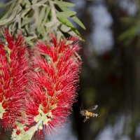 Полосатая пчела на цветущий каллистемон... :: Sergey 