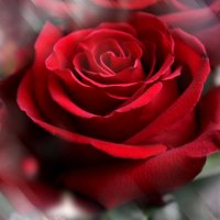 Роза в романтике :: Sofa-L. 