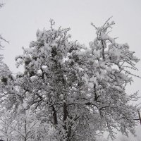 великолепие зимы :: Ольга 