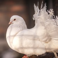 Птица мира в клетке :: Паша Кириченко