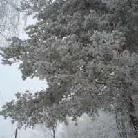 Зима :: Андрей Тер-Саркисов