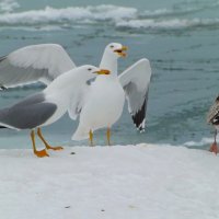 Чужой в стае :: Александр Цисарь